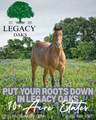 Lot 8 Legacy Ridge - Photo 10
