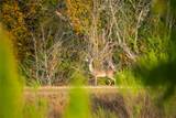 518 Curly H Ranch Rd - Photo 10