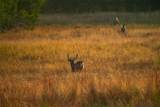 518 Curly H Ranch Rd - Photo 20