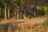 518 Curly H Ranch Rd - Photo 25
