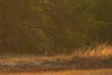 518 Curly H Ranch Rd - Photo 32