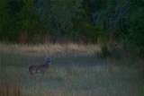 518 Curly H Ranch Rd - Photo 37