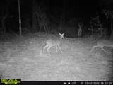 000 Dickey Loop - Photo 37