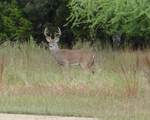 424 Coventry  (Lot  234) Rd - Photo 18