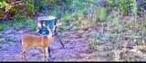 1200 Lipan Apache Run - Photo 6