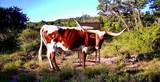 1200 Lipan Apache Run - Photo 8