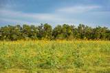 00 County Road 284 - Photo 19