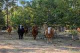 217 Robin Ranch Rd - Photo 4