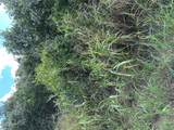 TBD Pine Hill Loop Loop - Photo 1