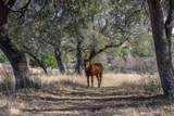 27701 Turner Ranch Rd - Photo 34