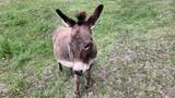 110 Longhorn Ln - Photo 29