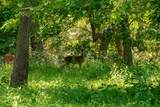 400 619 Spur - Photo 40