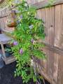 2071 Wind Chime Way - Photo 29