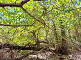 TBD 50.62 Acres Rabel Rd - Photo 4