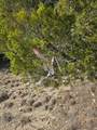 8118 Foothill Cv - Photo 5