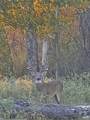 363 Paint Creek South Rd - Photo 26