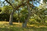 Lot 407 Palomino Springs - Photo 5
