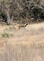 TBD Blackbuck Ridge Dr - Photo 22