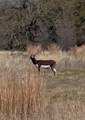TBD Blackbuck Ridge Dr - Photo 23