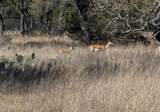 TBD Blackbuck Ridge Dr - Photo 24