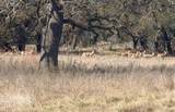 TBD Blackbuck Ridge Dr - Photo 25
