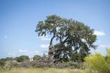 TBD ( LOT 734) Salt Grass Trail Trl - Photo 21