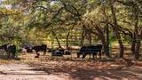 25711 Hamilton Pool Rd - Photo 2