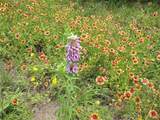 22303 Honeycomb Ln - Photo 36