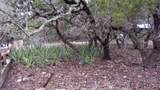 Lot 46 Mountain Wood - Photo 7