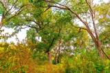159 Brushy Creek Trl - Photo 9