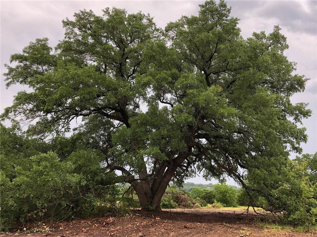 Ranch 16K Eagle Nest Rnch - Photo 1