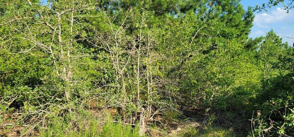 TBD Hereford Ln - Photo 1