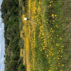 207 Verbena Ct - Photo 1