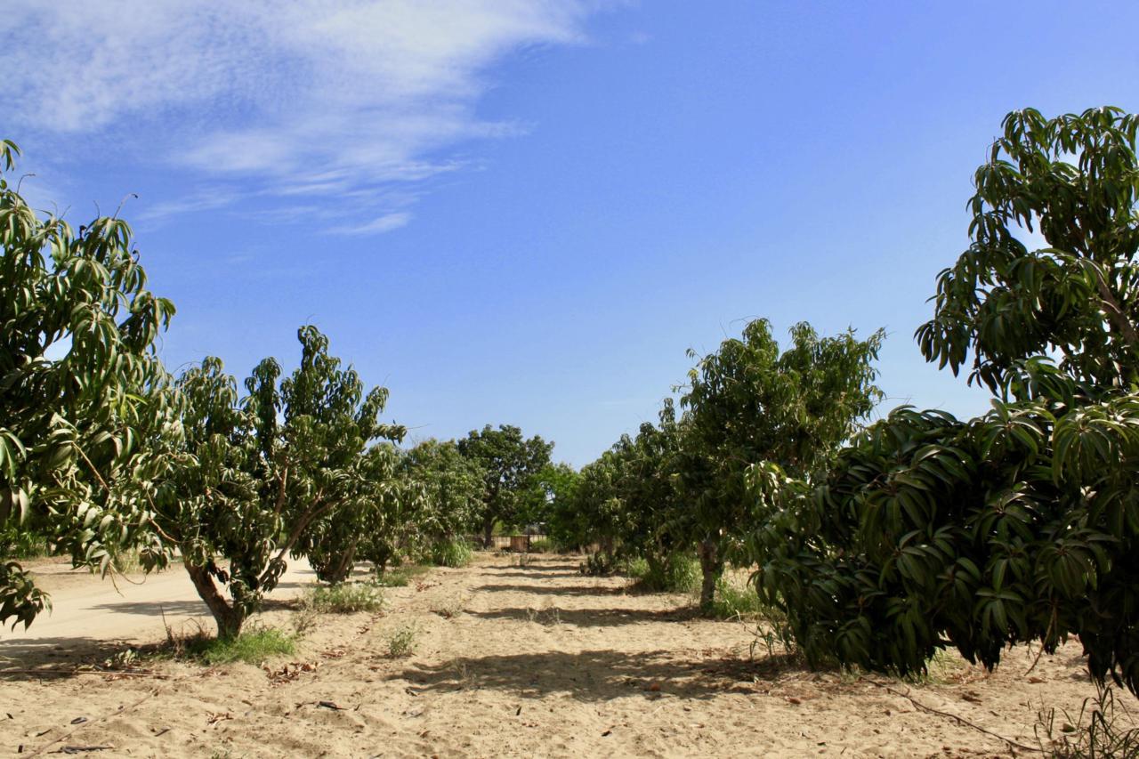 Palo Escopeta - Photo 1