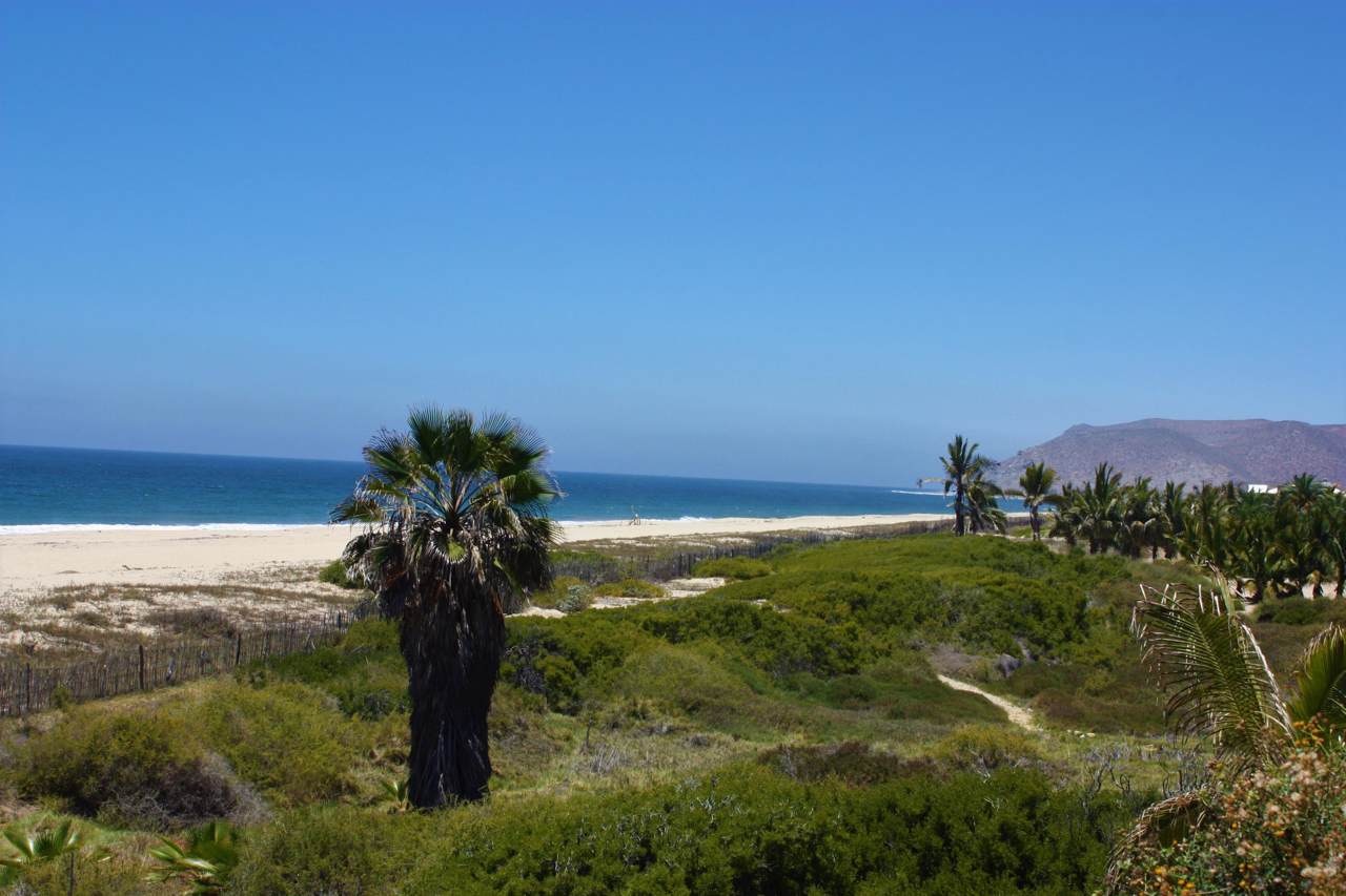 Palm Orchard - Photo 1