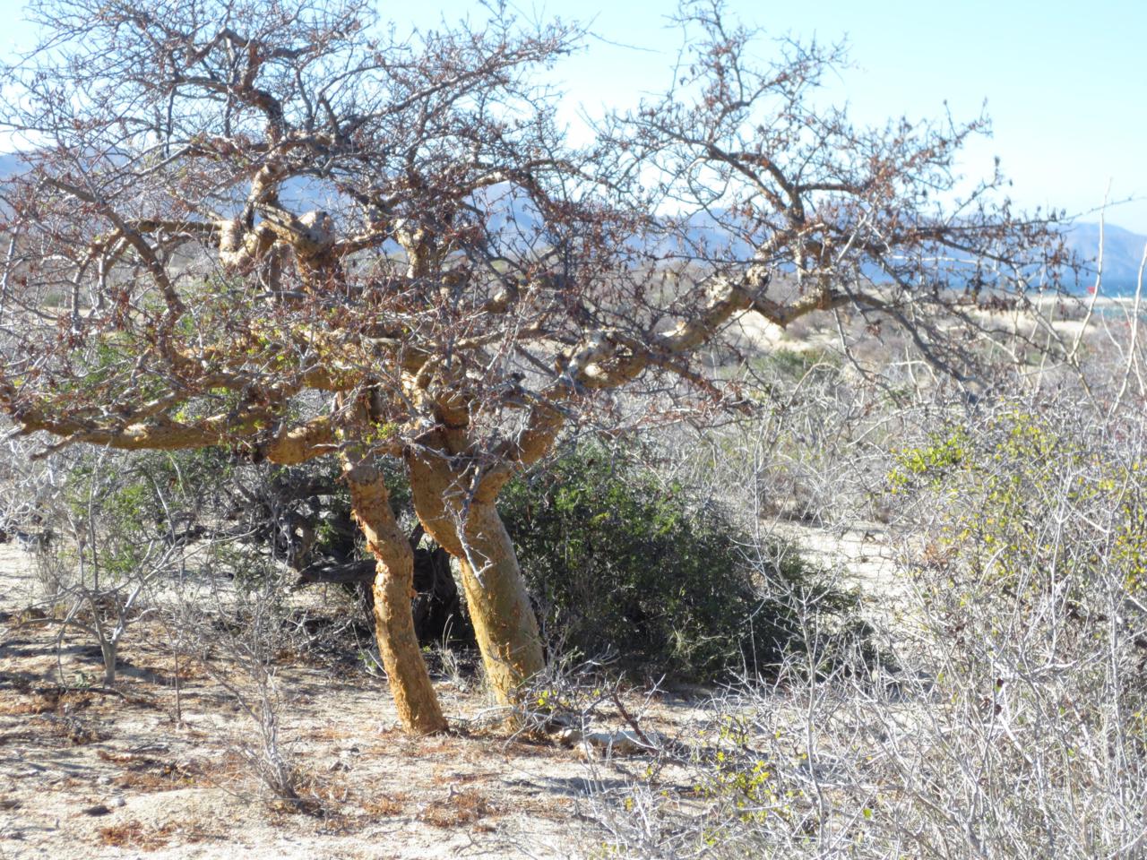 S/N Nombre - Photo 1