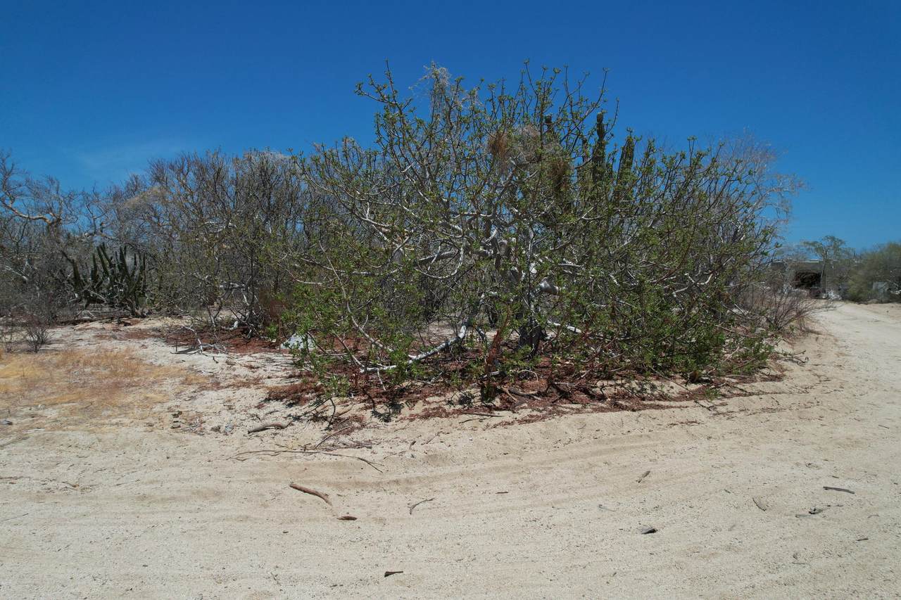 https://bt-photos.global.ssl.fastly.net/bajacali/1280_boomver_3_26-2071-2.jpg