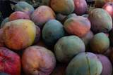  El Guamuchilar - Photo 7