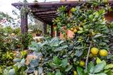  Rancho Sirah - Photo 48