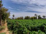  Lush Farmland - Photo 11