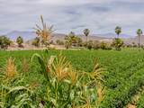  Lush Farmland - Photo 6