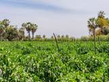  Lush Farmland - Photo 8