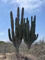  Camino A Las Playitas - Photo 7