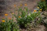 HighWay 19 Todos Santos -Los Cabos - Photo 24