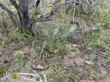 ZACATON Development Parcel - Photo 18