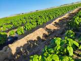 Todos Santos - Photo 7