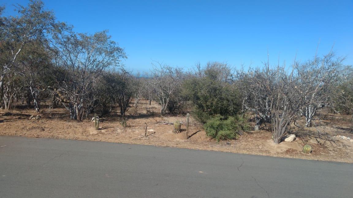 El Camino Real - Photo 1