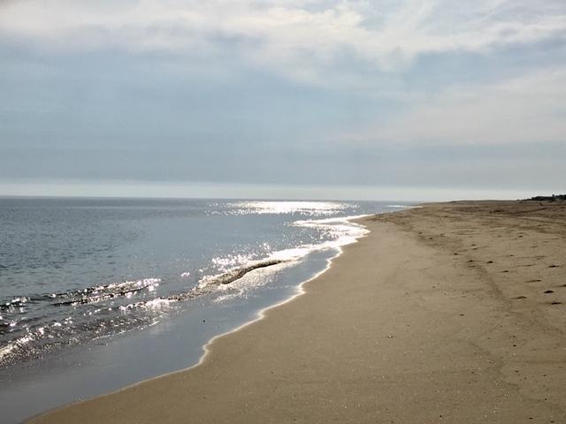 Ave Tortuga - Photo 1
