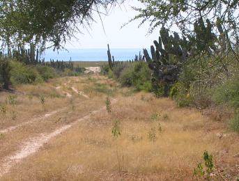 35 Tiburon - Photo 1