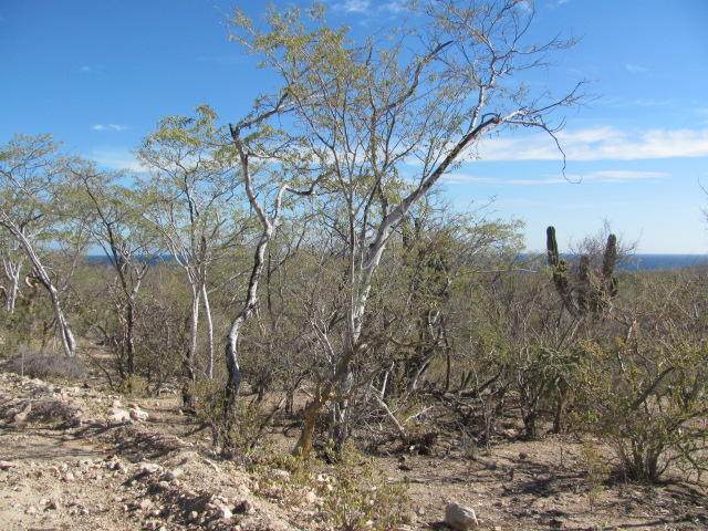 25 Zalate Calle - Photo 1